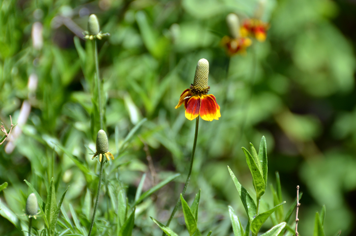 Upright Prairie Coneflower have flowers that contain both ray and disk florets. Note that the flowers are on top of tall leafless stems. Ratibida columnifera